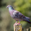 Homing Pigeon