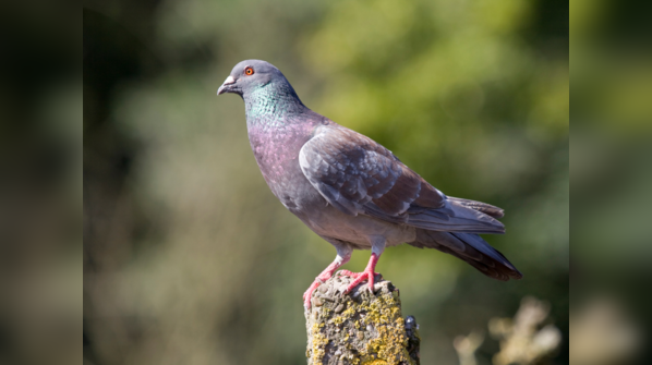 Homing Pigeon