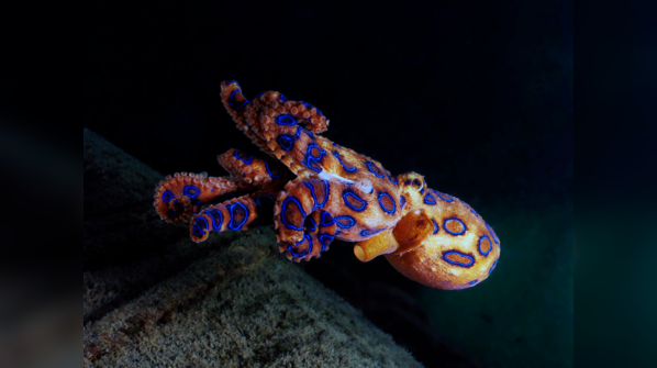 10 most poisonous animals in the world