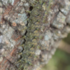  The giant silkworm moth caterpillar or Lonomia obliqua