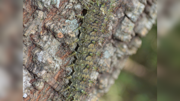 The giant silkworm moth caterpillar or Lonomia obliqua