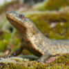 Pleurodeles waltl or Spanish Ribbed Newt