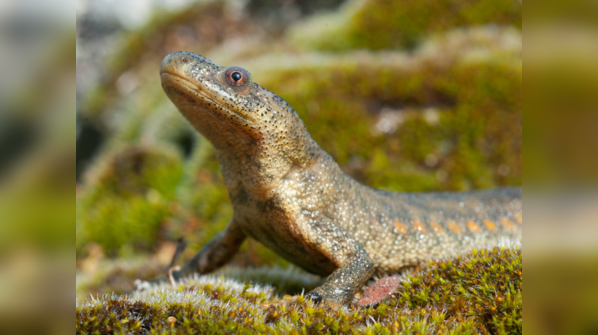 Pleurodeles waltl or Spanish Ribbed Newt