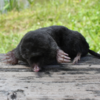  Talpa European or European mole