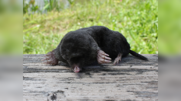 Talpa European or European mole