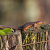 Taricha granulosa, or rough-skinned newt