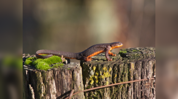 Taricha granulosa, or rough-skinned newt