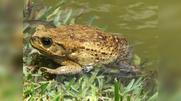 Rhinella marina, or cane toad