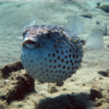 Fugu, or pufferfish