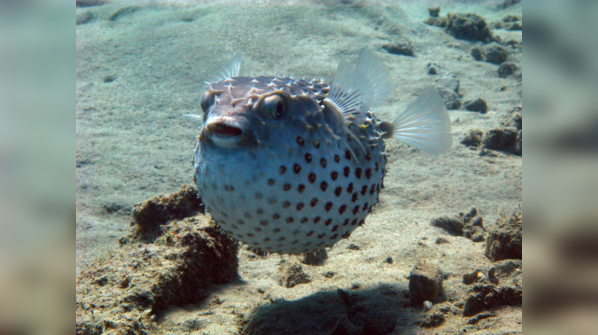 Fugu, or pufferfish