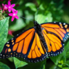 Danaus plexippus, or the monarch butterfly.
