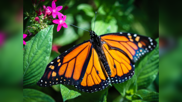 Danaus plexippus, or the monarch butterfly.