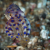Blue-Ringed Octopus