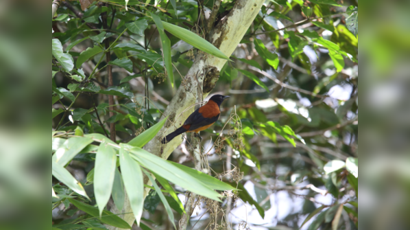 Pitohui dichrous, or hooded