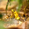 Phyllobates terribilis, the Golden Poison Dart Frog