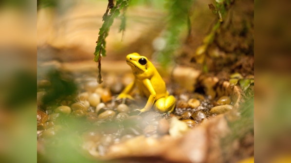Phyllobates terribilis, the Golden Poison Dart Frog