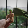 Ring-necked parakeet