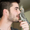 Cockatiel