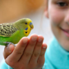 Budgerigar