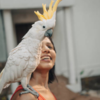 Cockatoo