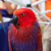 Eclectus