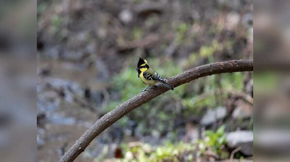 G.B. Pant High Altitude Zoo