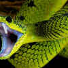 ‘Blind’ snakes still detect light