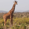 What animals are surprisingly good swimmers?