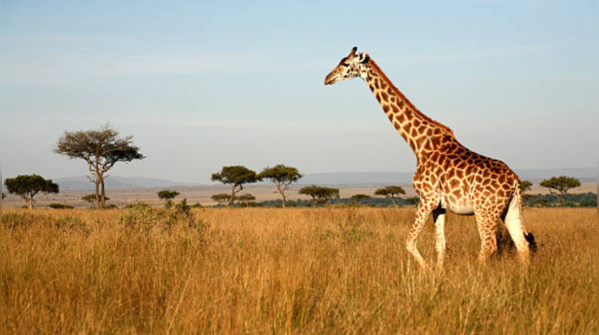 Why is swimming such a struggle for giraffes?