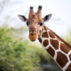 Wait, do giraffes ever need to swim?