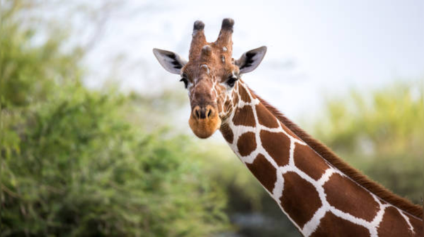 Wait, do giraffes ever need to swim?