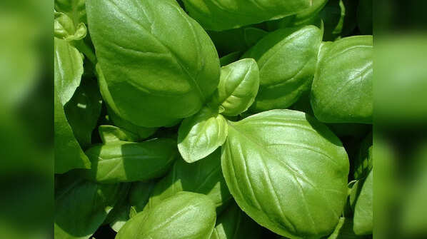 Enhance Calcium Absorption with Basil and Sage
