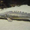 Sturgeon