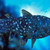 Coelacanth