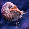 Nautilus