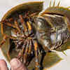 Horseshoe Crab