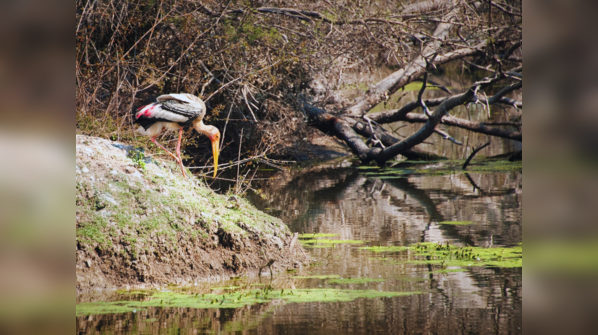 Keoladeo National Park