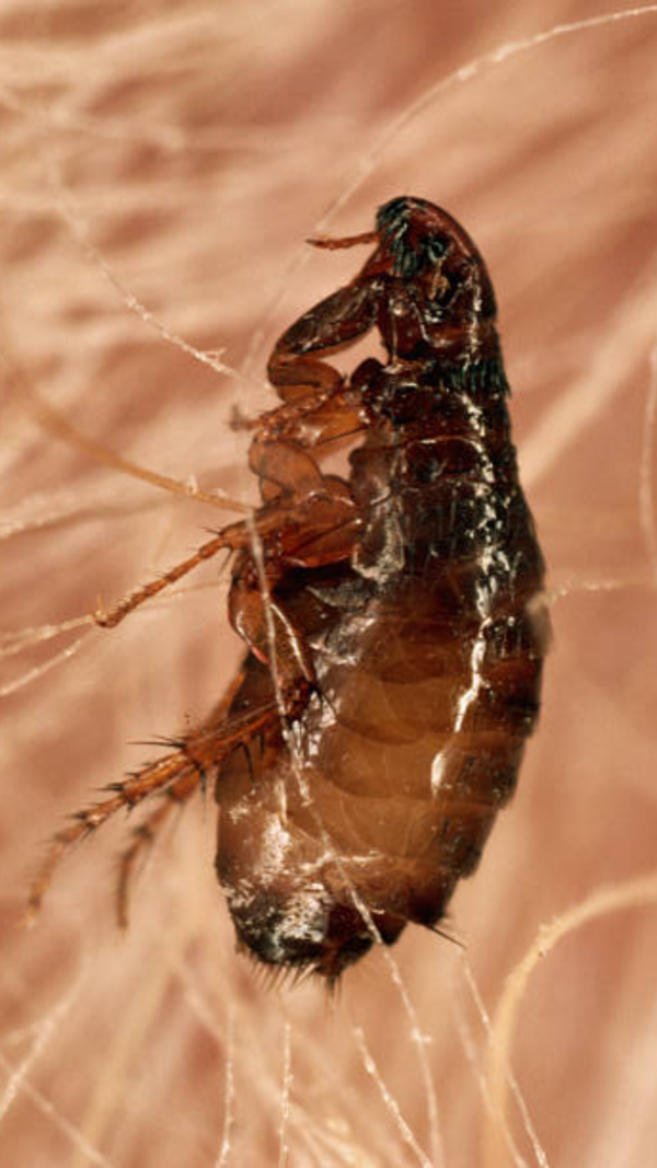 Flea Images