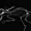 How did the creature remain preserved for so long