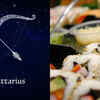 Sagittarius: The adventurous eater
