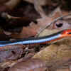 Blue Malayan Coral Snake