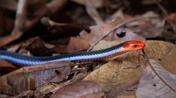 Blue Malayan Coral Snake