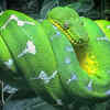 Emerald Tree Boa