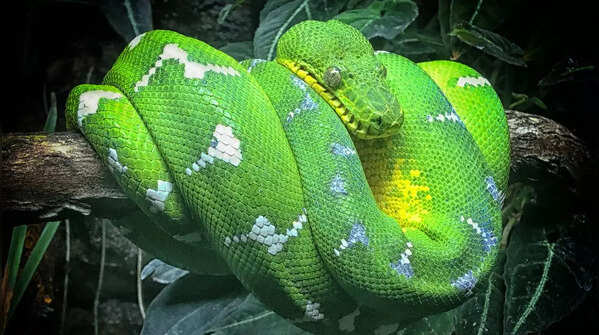 Emerald Tree Boa
