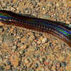 Iridescent Sunbeam Snake