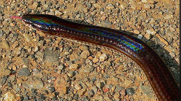 Iridescent Sunbeam Snake