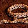 Brazilian Rainbow Boa