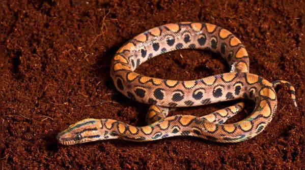 Brazilian Rainbow Boa