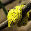 Green Tree Python