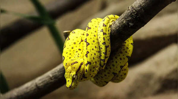 Green Tree Python